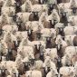 Gobelin 245 Sheep Cosy Family