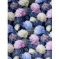 Velvet Hortensia