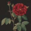 gobelin kussenpanel Elegant Rose stof met klaprozen1.251031.1076.315